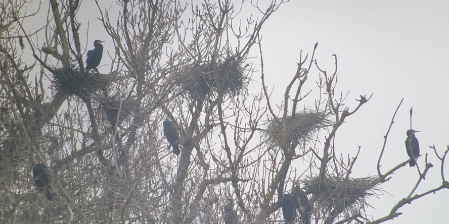 Grands cormorans